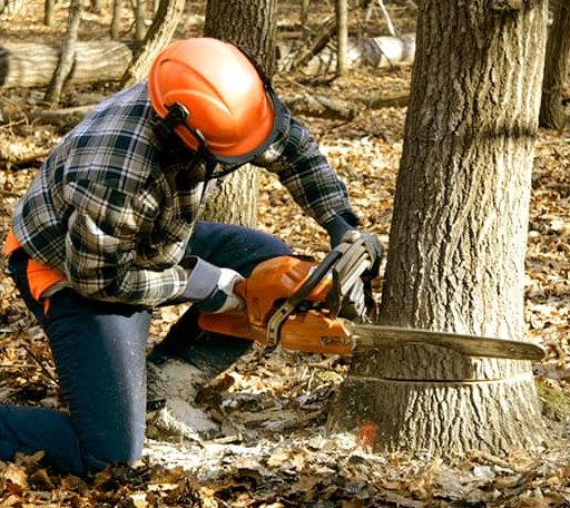 Tree Removal in Marshfield, MA